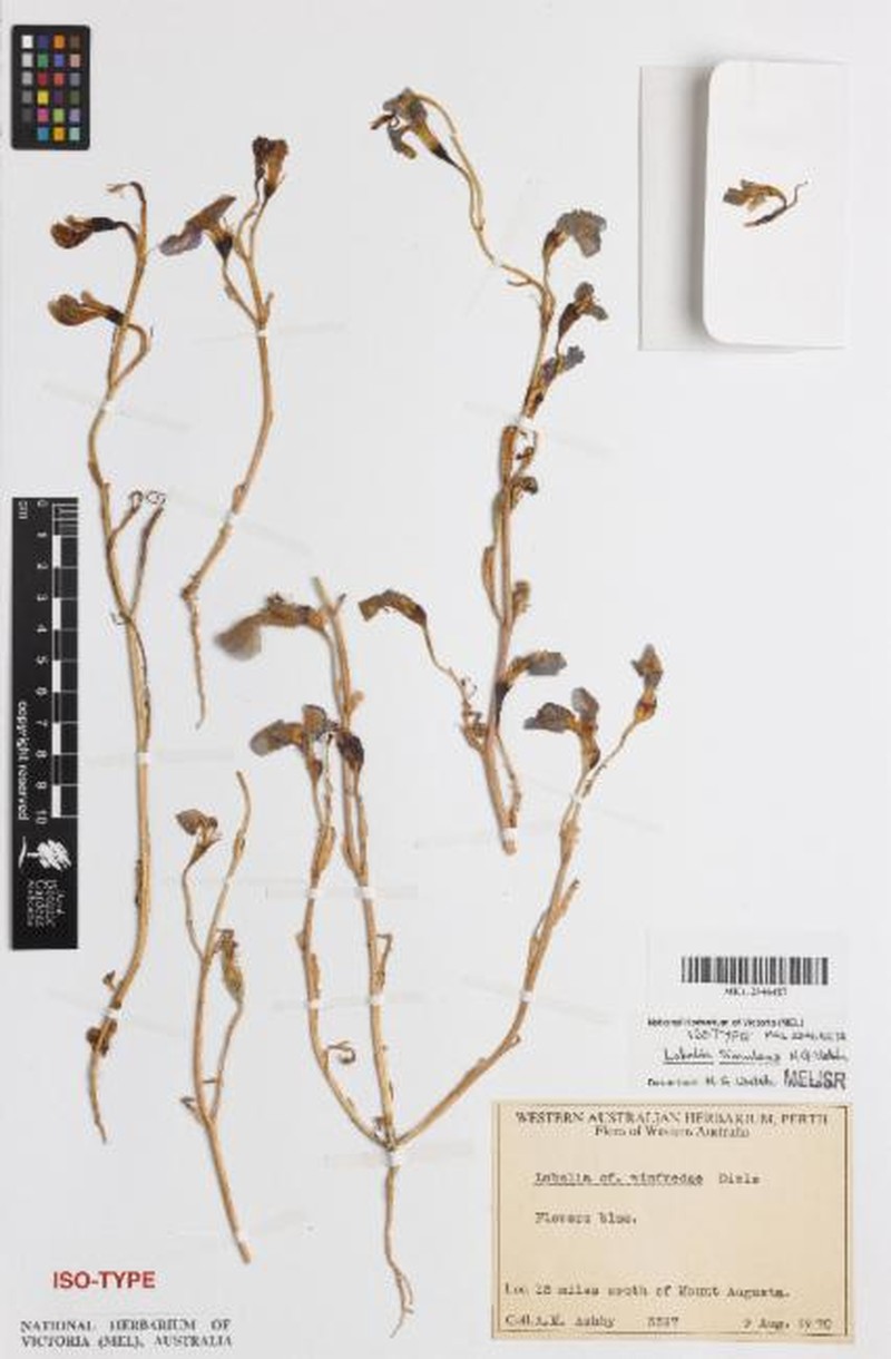 Lobelia simulans photo 2