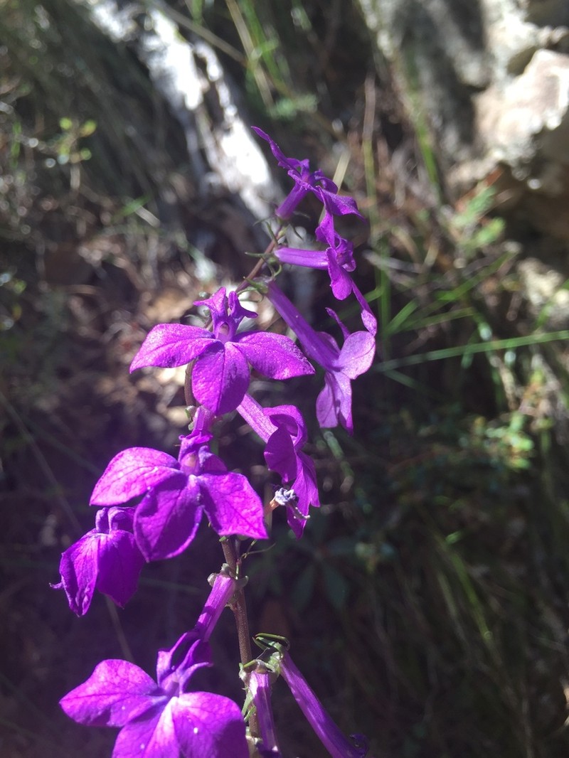 Lobelia sinaloae