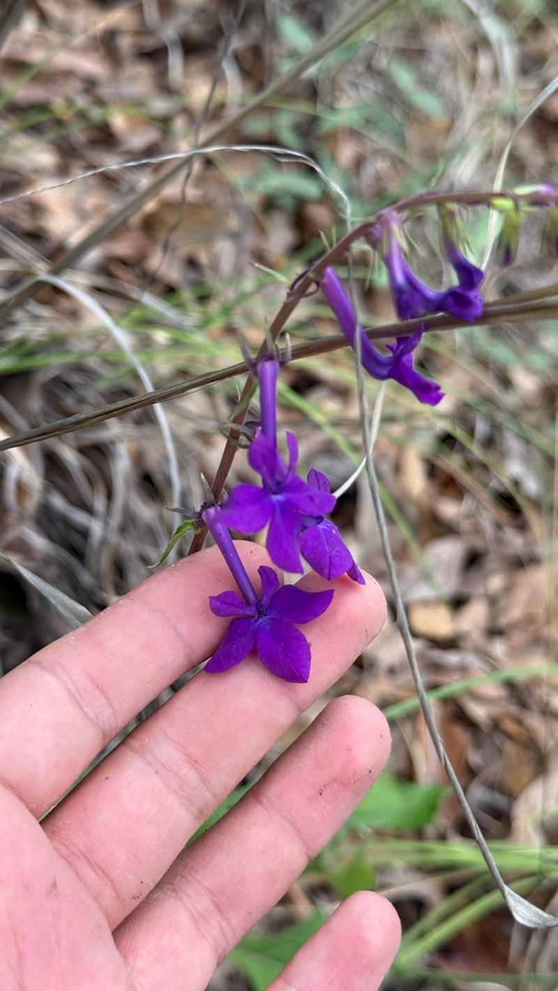 Lobelia sinaloae photo 2