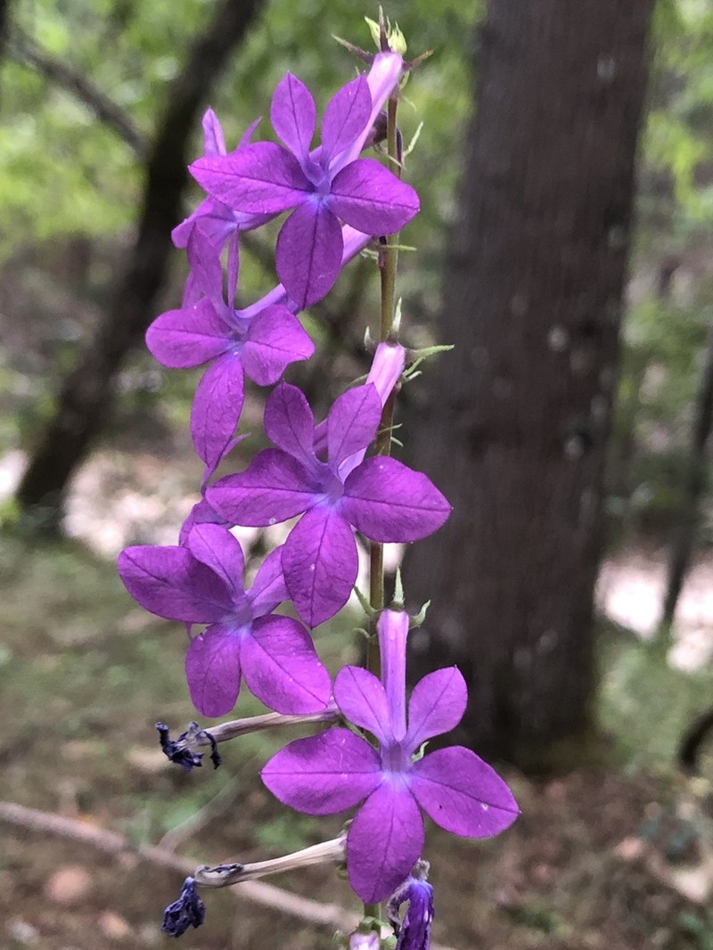 Lobelia sinaloae photo 3