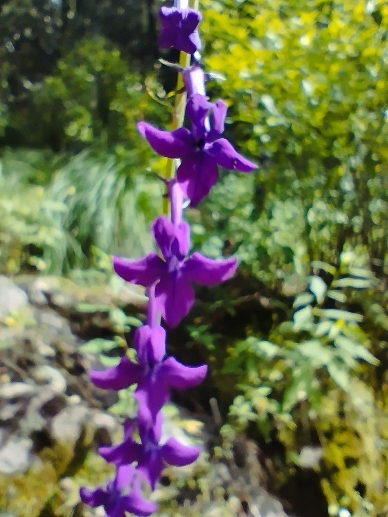 Lobelia sinaloae photo 4