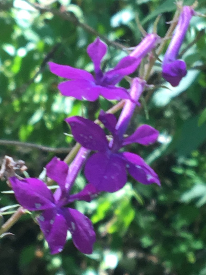 Lobelia sinaloae photo 5