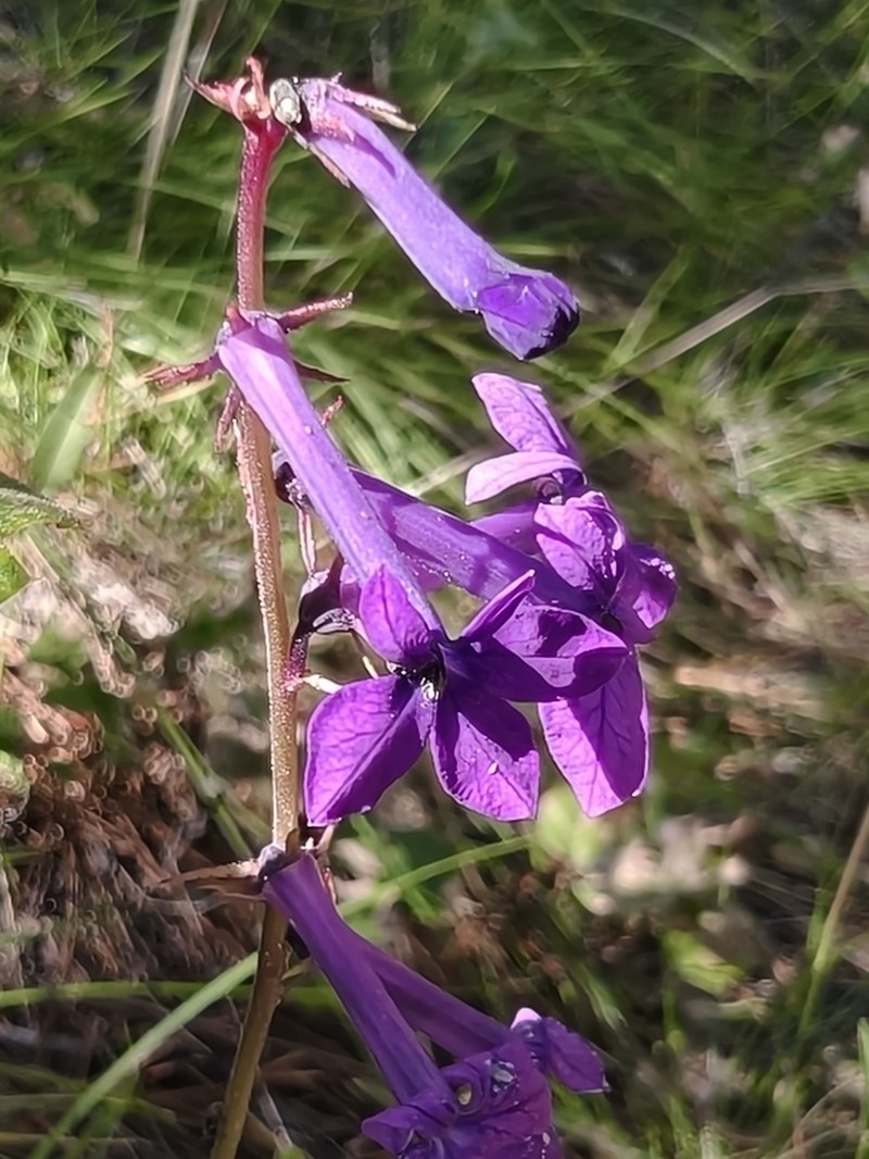 Lobelia sinaloae photo 6