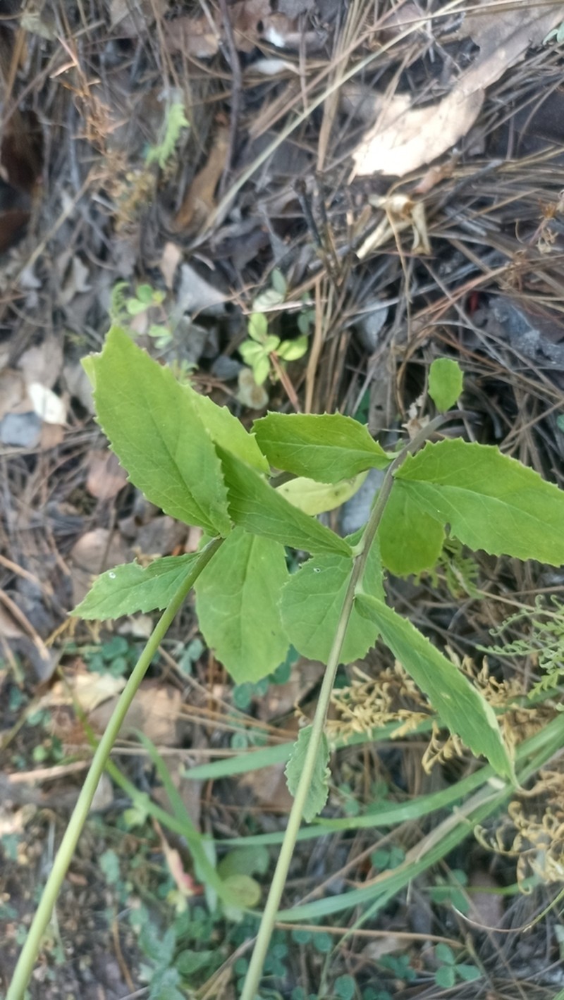 Lobelia sinaloae photo 7