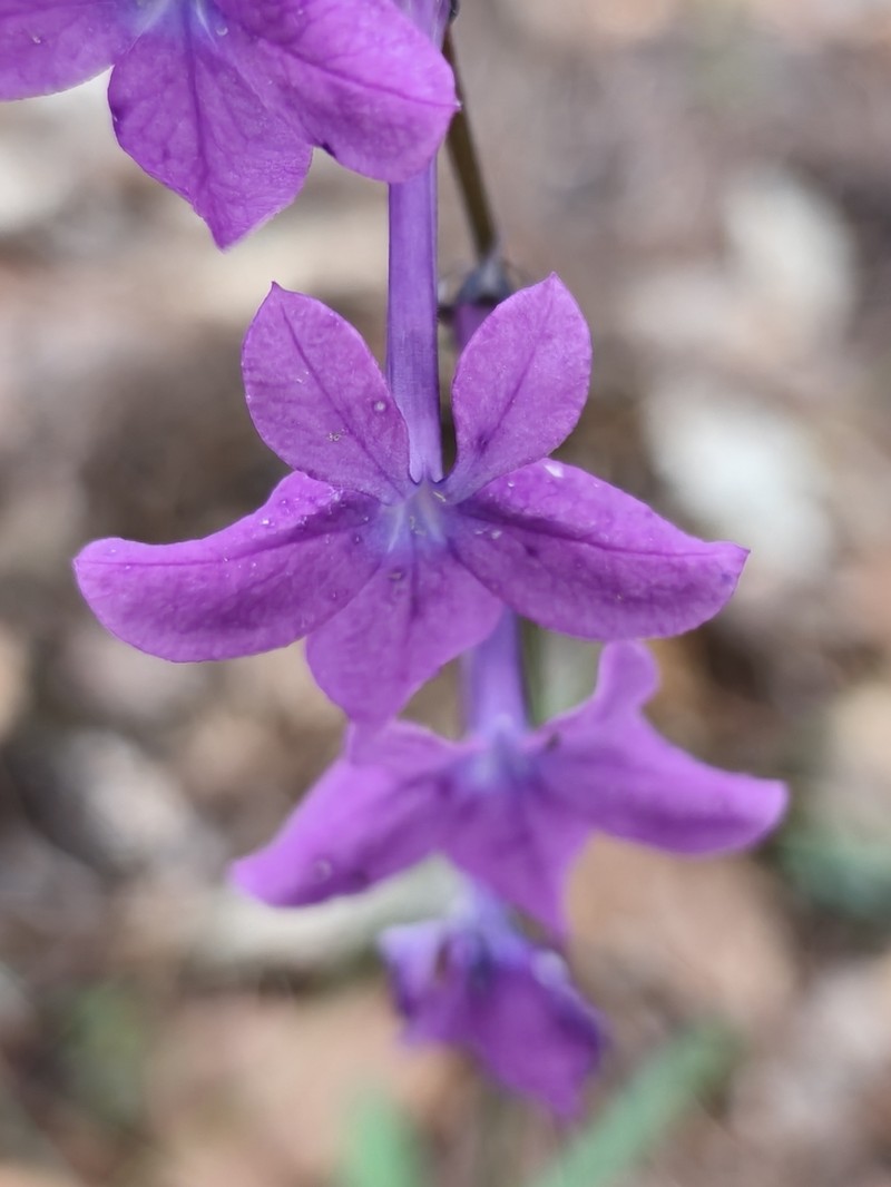 Lobelia sinaloae photo 8