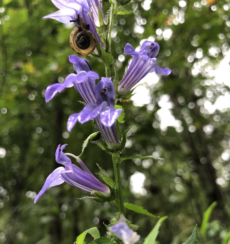 Great Blue Lobelia photo 2