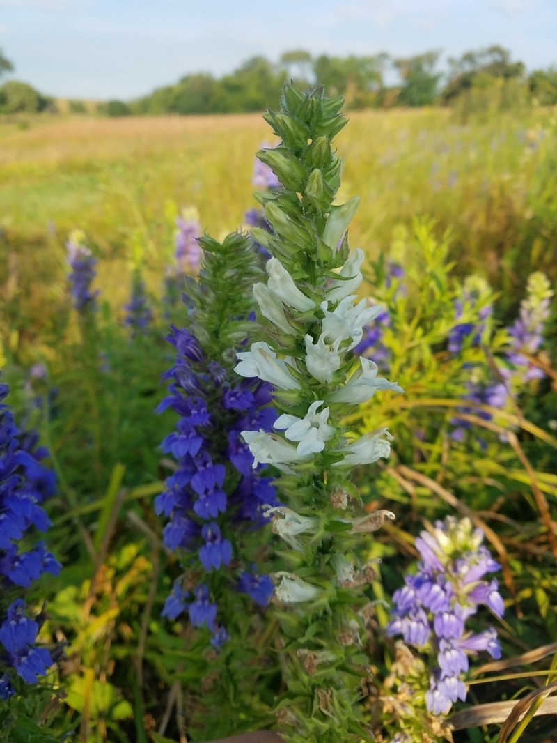 Great Blue Lobelia photo 3