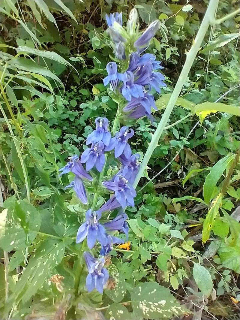 Great Blue Lobelia photo 4