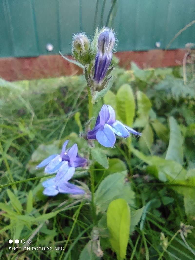 Great Blue Lobelia photo 5