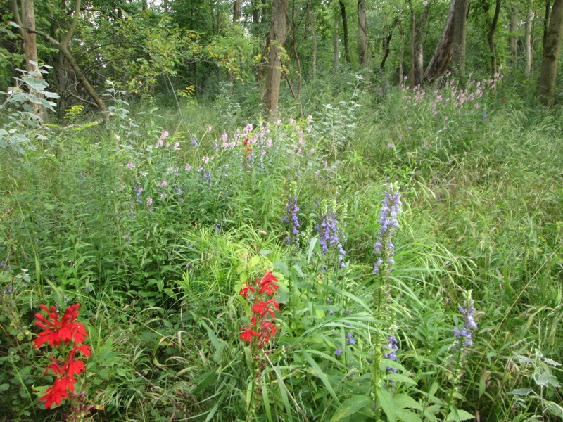 Great Blue Lobelia photo 6