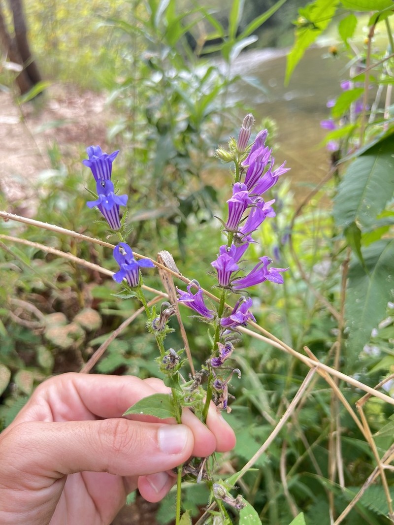 Great Blue Lobelia photo 7