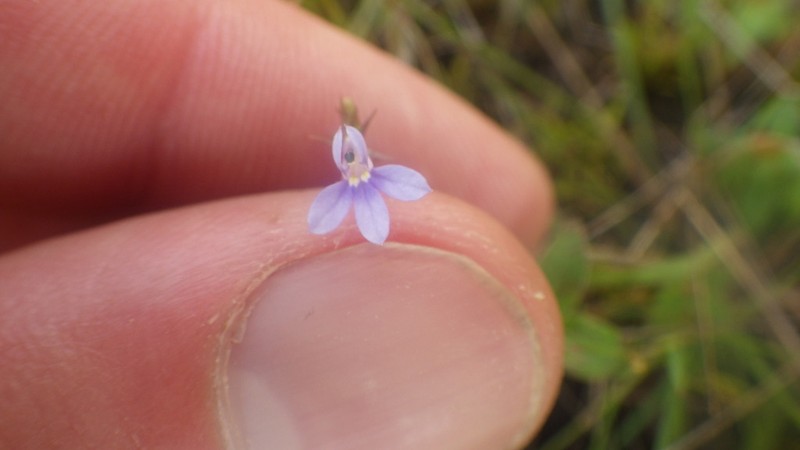 Lobelia solaris