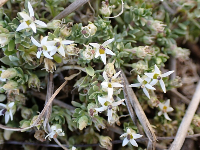 Lobelia sonderiana