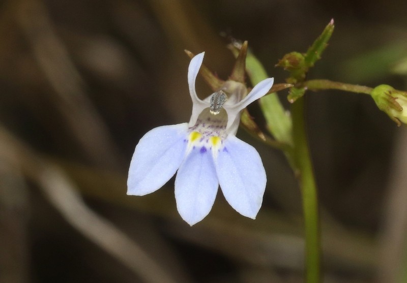 Lobelia spathopetala