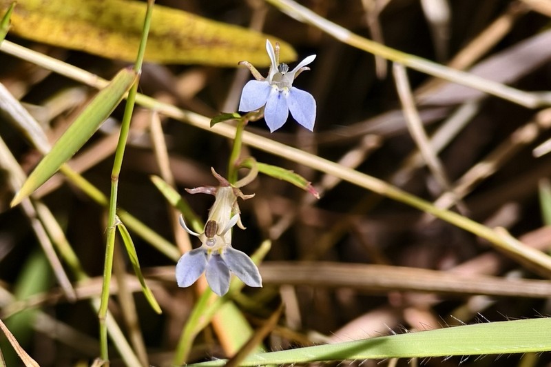 Lobelia spathopetala photo 2