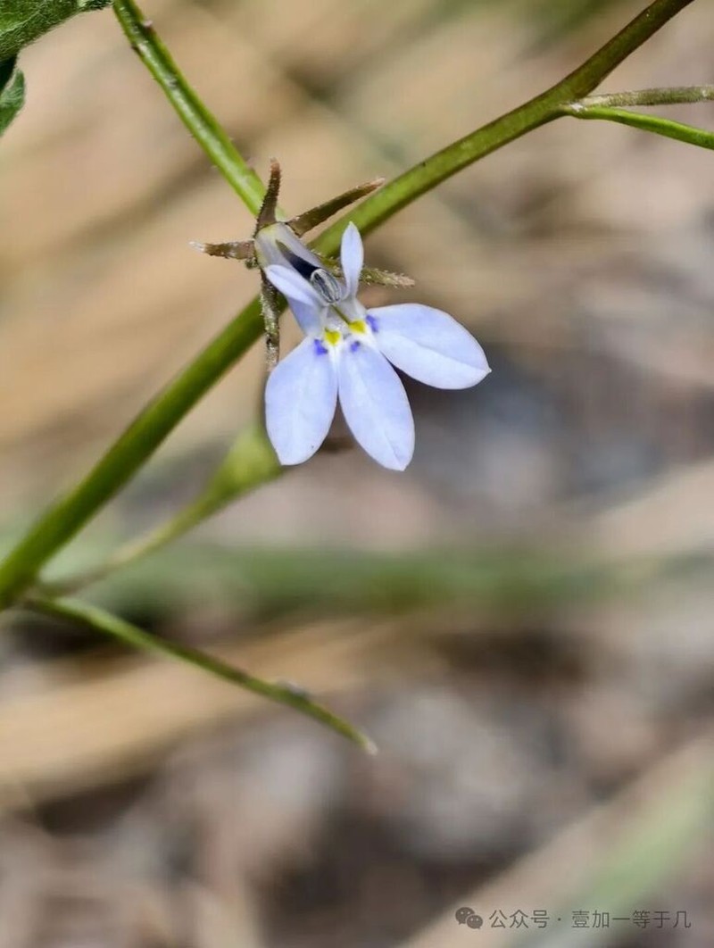 Lobelia spathopetala photo 3