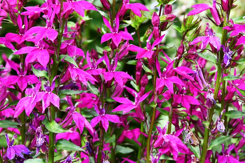 Lobelia photo 2