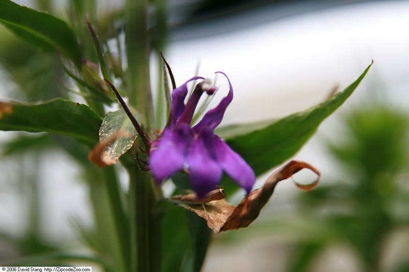Lobelia photo 3
