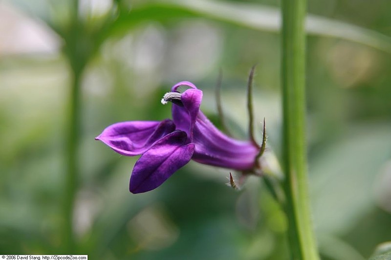 Lobelia photo 4