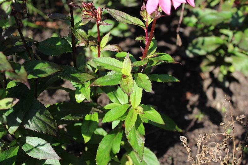 Lobelia photo 5