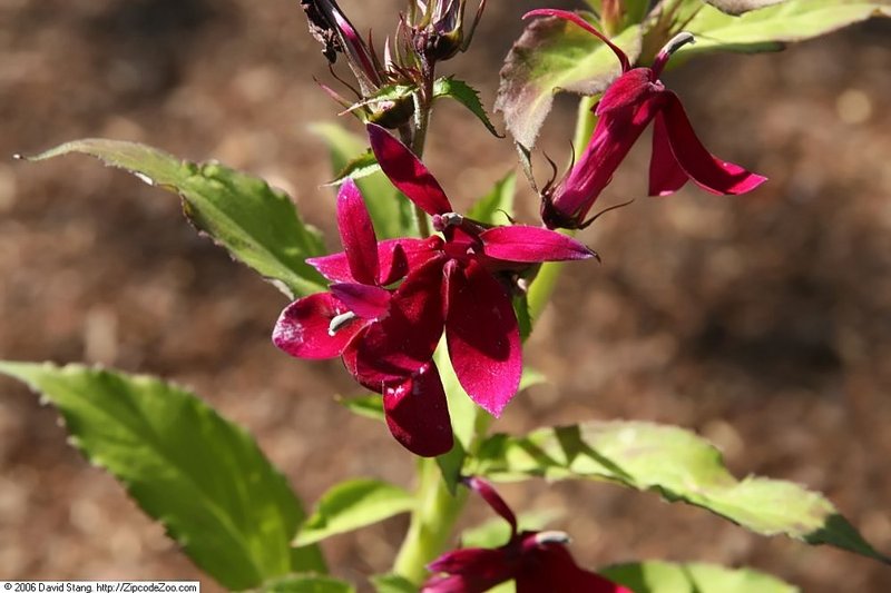 Lobelia photo 6