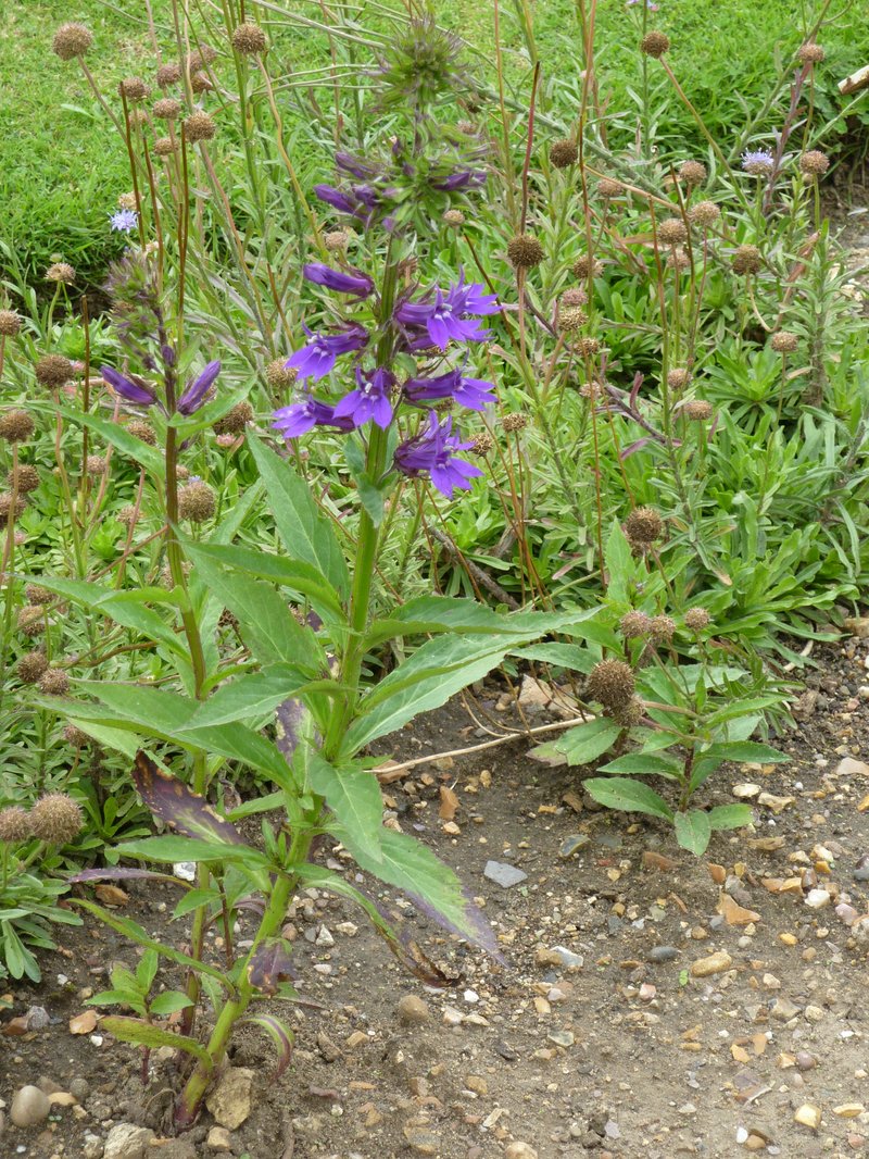 Lobelia photo 8