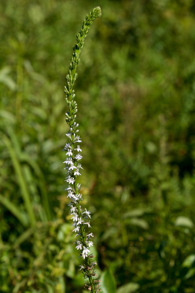 Palespike Lobelia