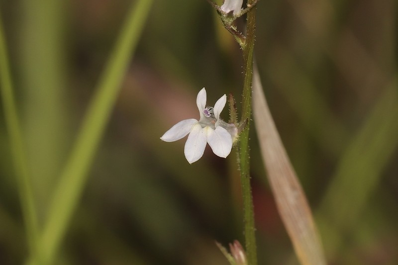 Palespike Lobelia photo 2