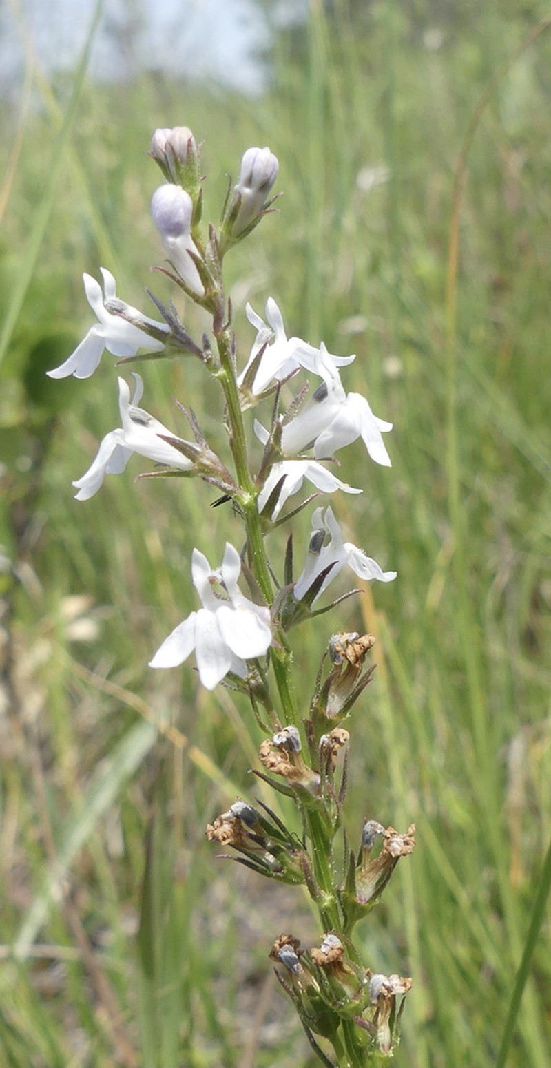 Palespike Lobelia photo 3