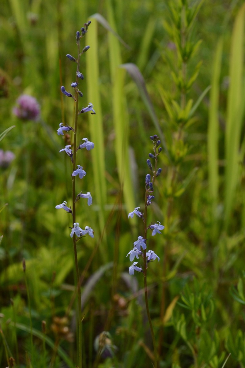 Palespike Lobelia photo 4