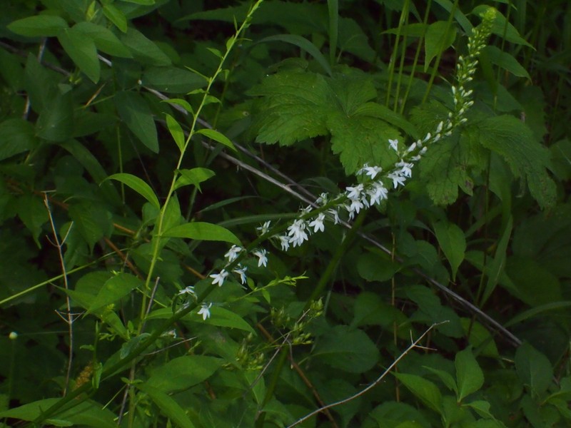 Palespike Lobelia photo 5