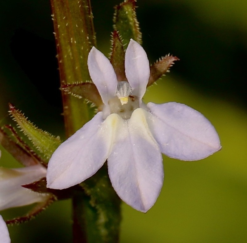 Palespike Lobelia photo 6