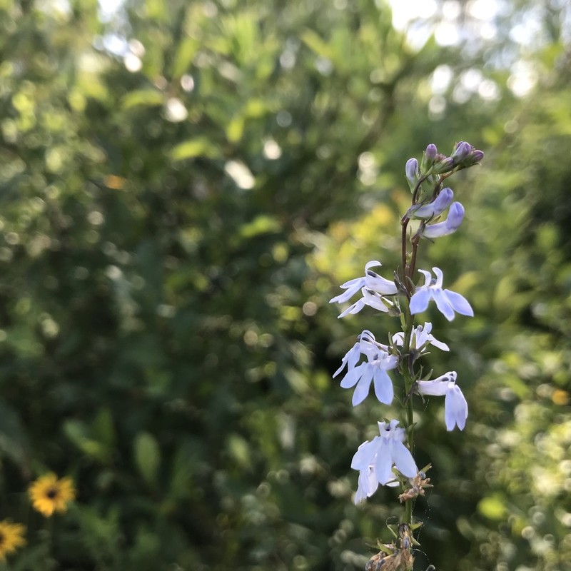 Palespike Lobelia photo 7