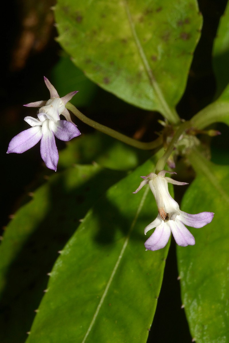 Lobelia stenocarpa