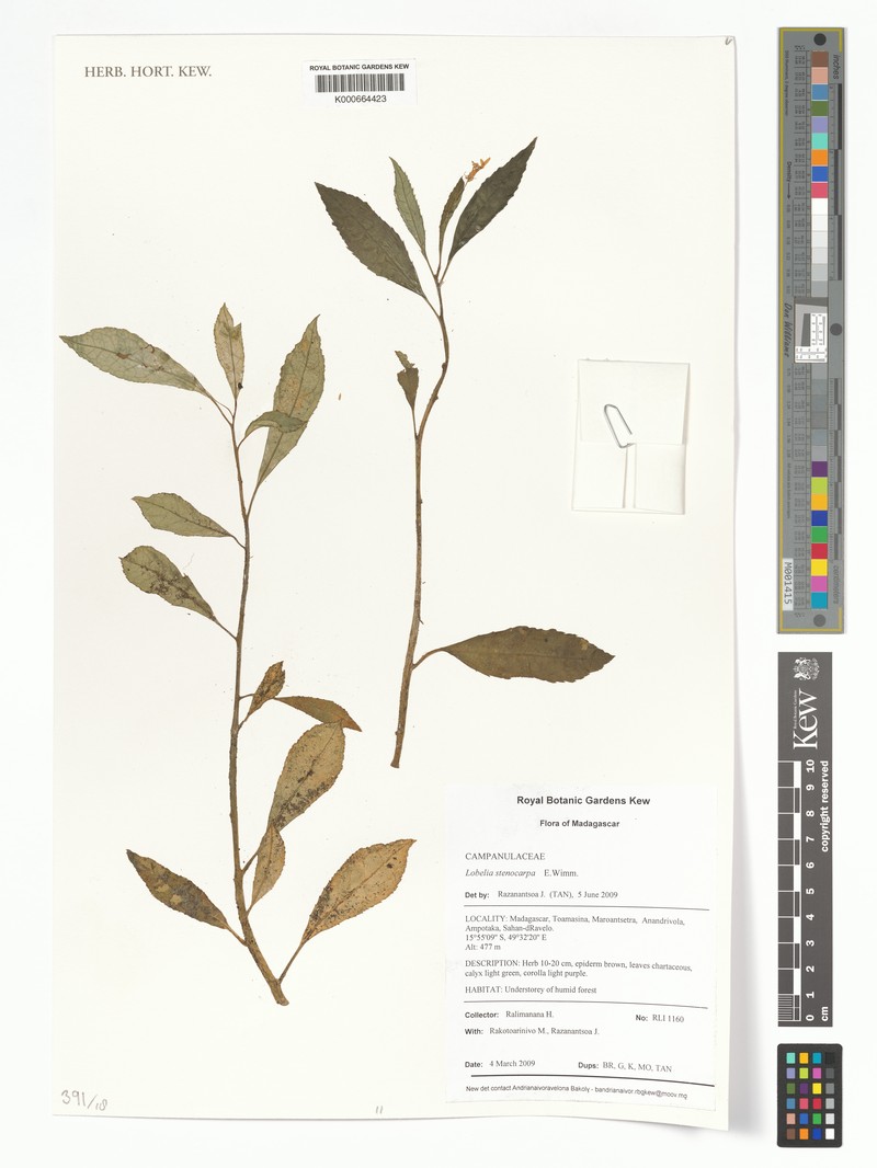 Lobelia stenocarpa photo 2