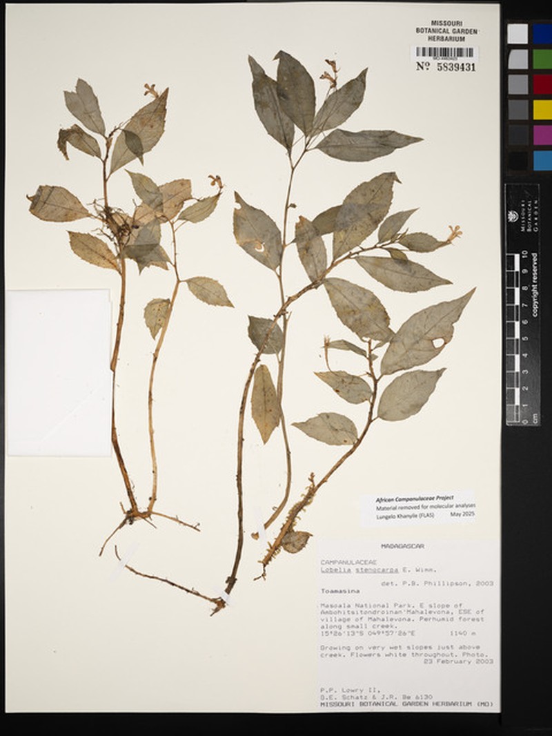 Lobelia stenocarpa photo 3