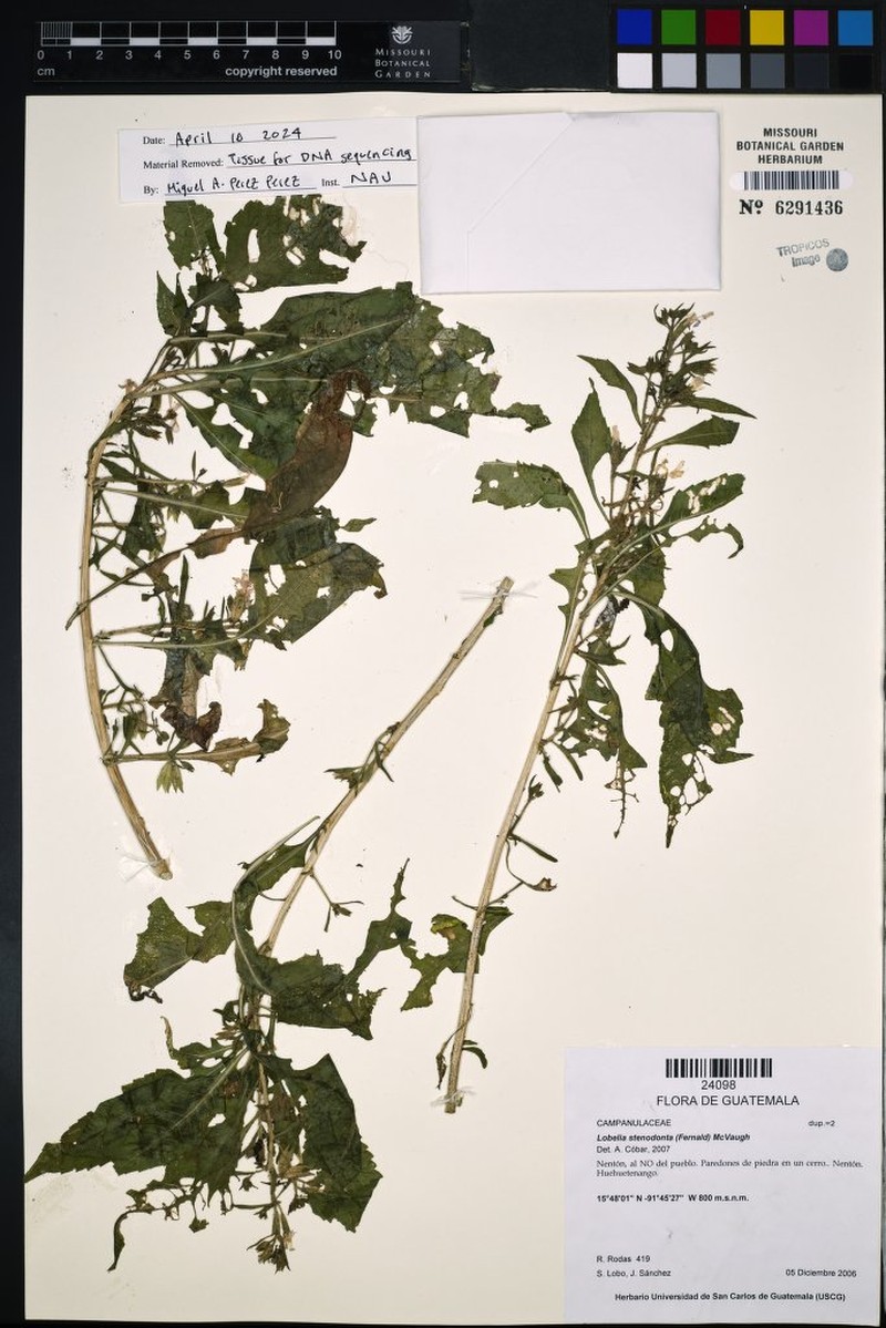 Lobelia stenodonta