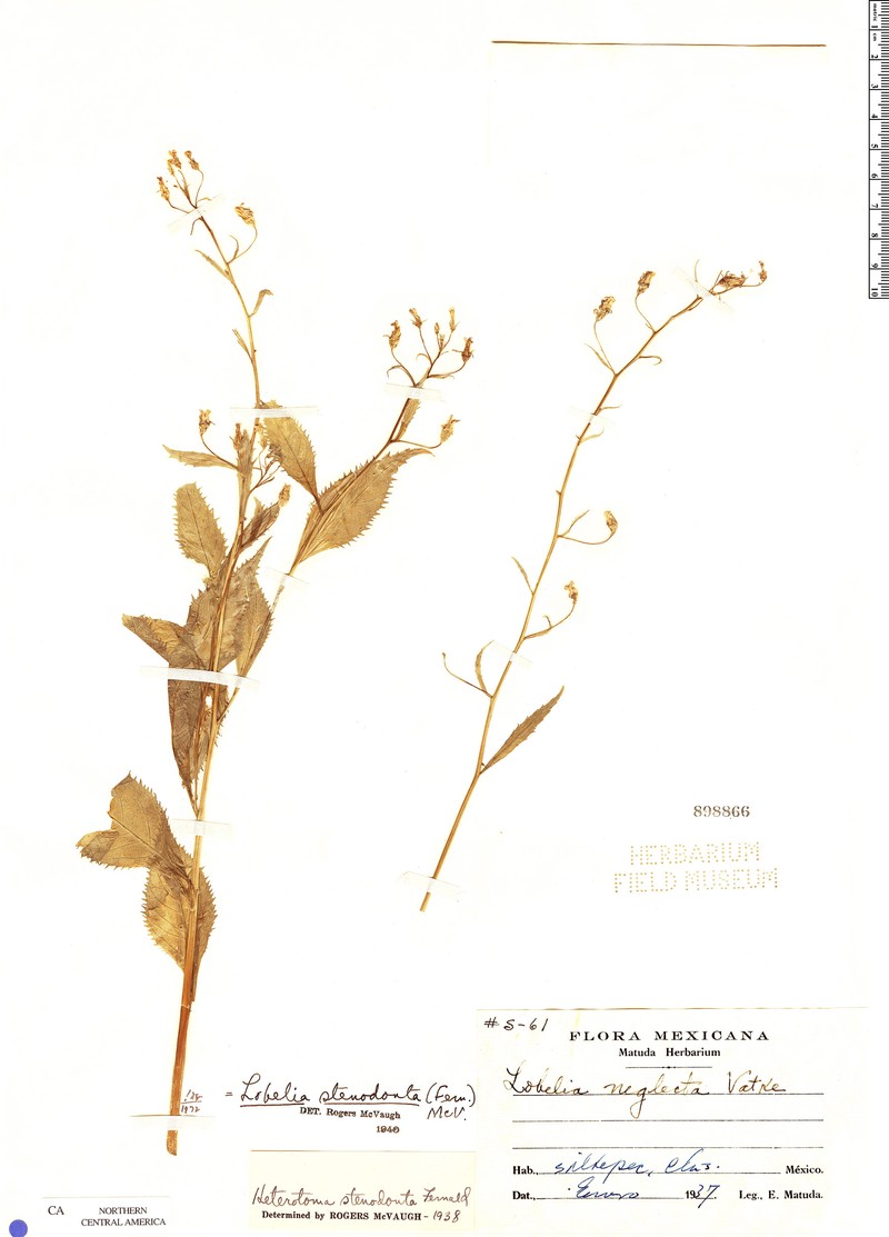 Lobelia stenodonta photo 2