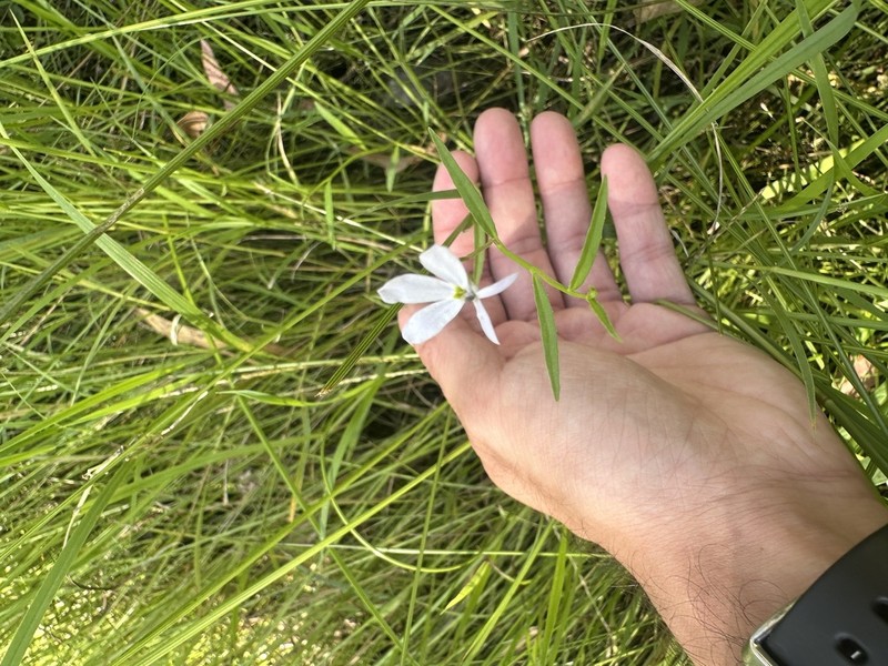 Lobelia stenophylla