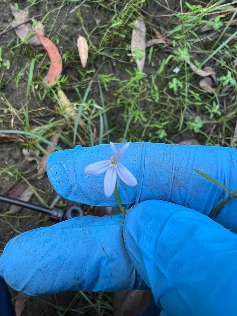 Lobelia stenophylla photo 2