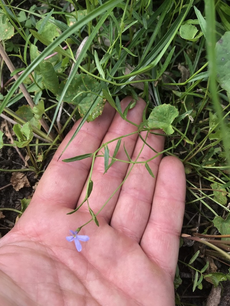Lobelia stenophylla photo 3
