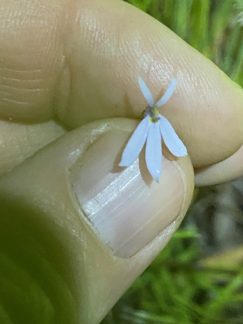 Lobelia stenophylla photo 4