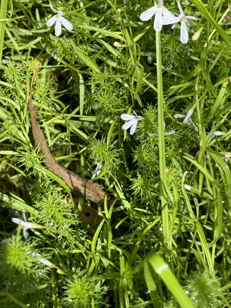 Lobelia stenophylla photo 5