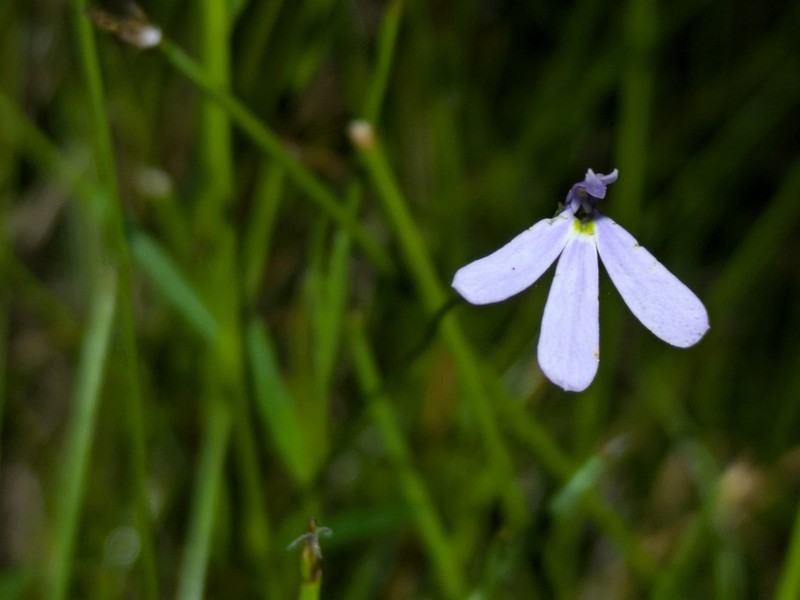 Lobelia stenophylla photo 6