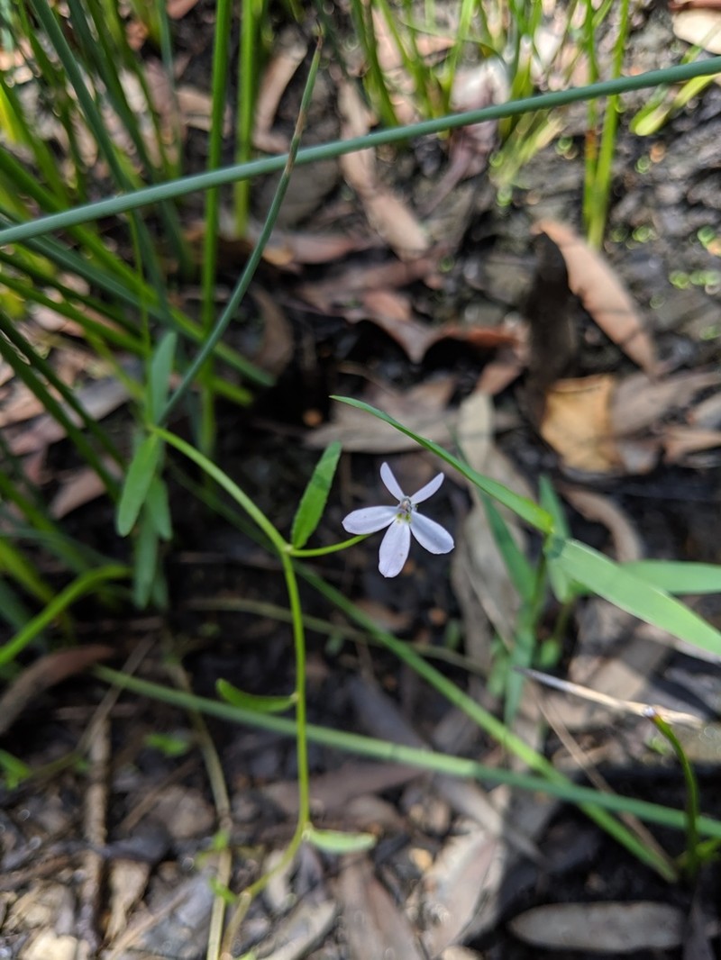 Lobelia stenophylla photo 7