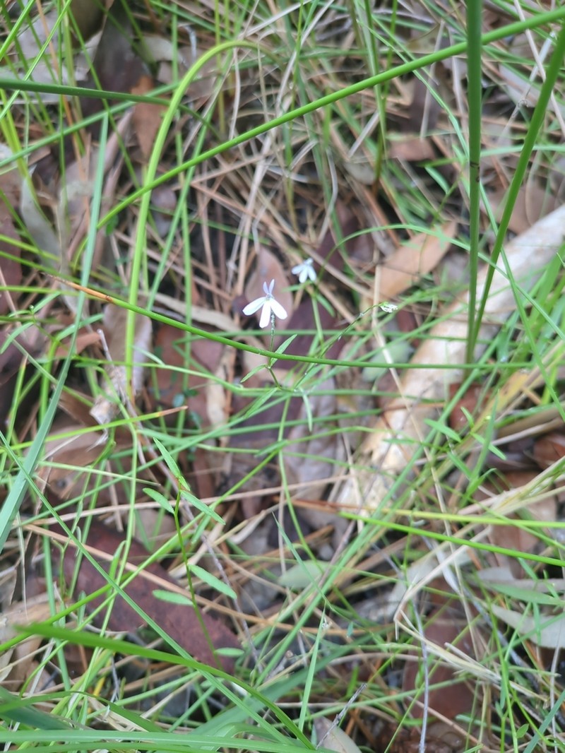 Lobelia stenophylla photo 8