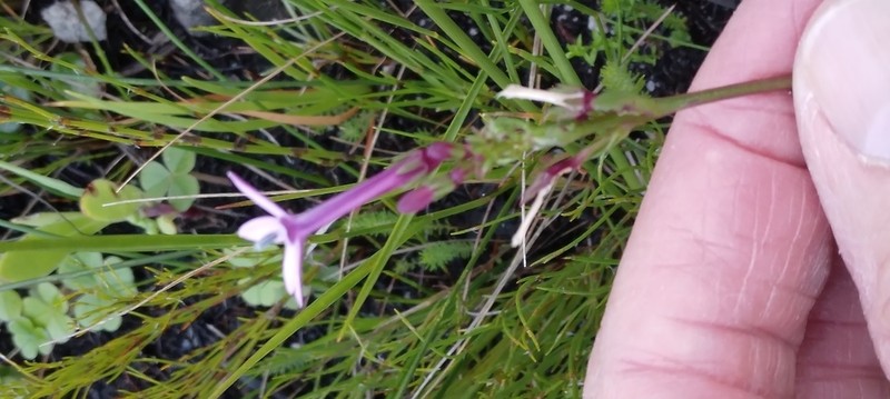Lobelia stenosiphon