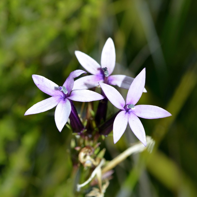Lobelia stenosiphon photo 2