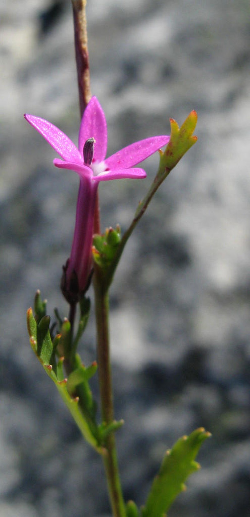 Lobelia stenosiphon photo 3
