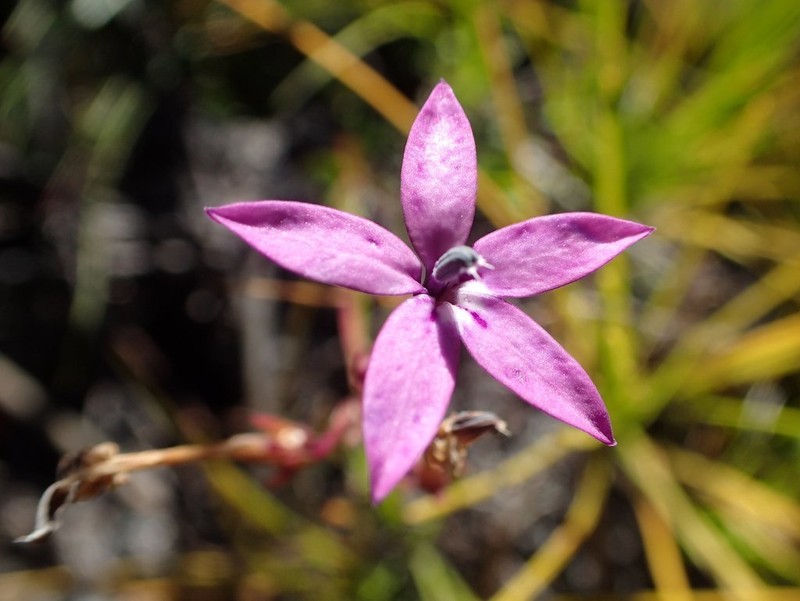 Lobelia stenosiphon photo 4